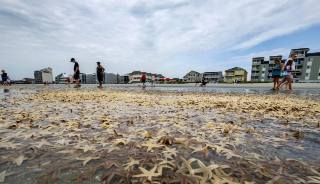 Bintang Laut di Garden City Beach, Amerika.
