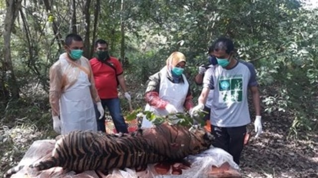 Tim medis melakukan pemeriksaan pada tubuh harimau yang mati di Aceh Selatan. Foto: BKSDA Aceh