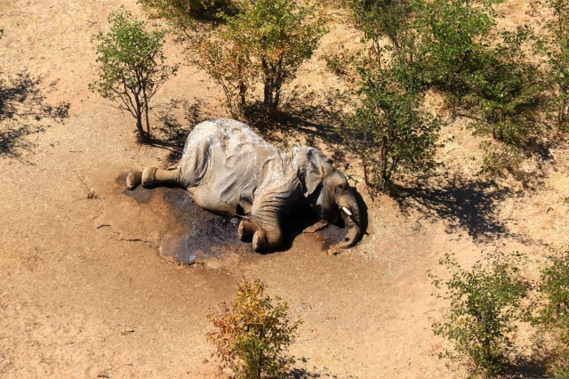 Gajah-gajah di Botswana Mati Misterius. Foto: Reuters