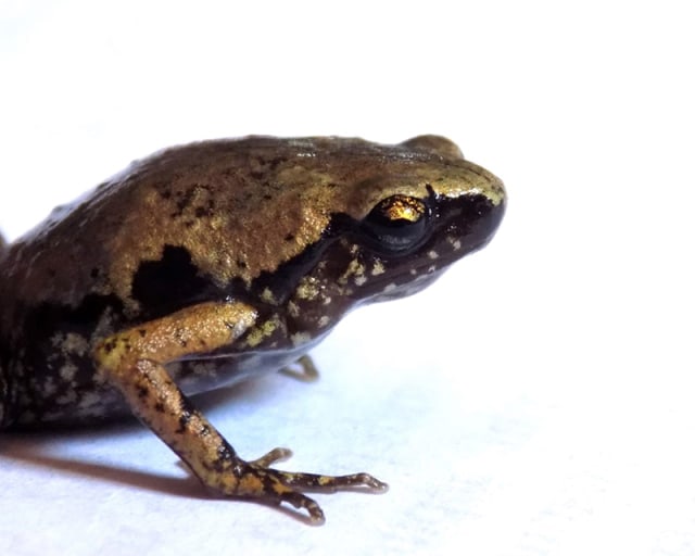 Katak Mini Micryletta sumatrana