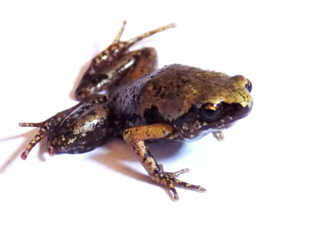 Katak Mini Micryletta sumatrana