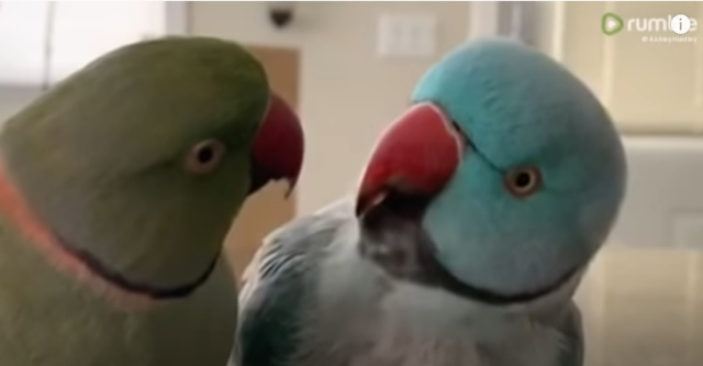 Parrot. Foto: Capture Youtube Rumble Viral