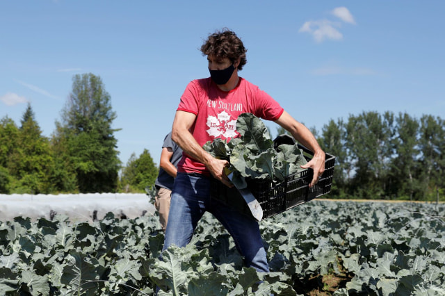 PM Kanada Justin Trudeau saat memanen Brokoli di HUT Kanada. Foto: Blair Gable/REUTERS