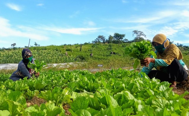 Anggota KTH Karang Jaya memanen sayuran dari lahan holtikultura di dalam hutan. Foto: Istimewa