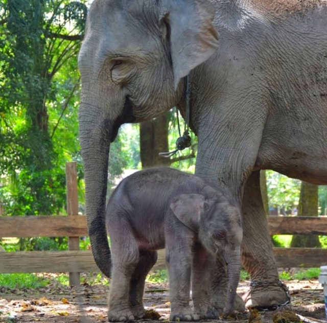 Ngatini Sang  Gajah  Sumatera  Akhirnya Melahirkan  Anaknya 