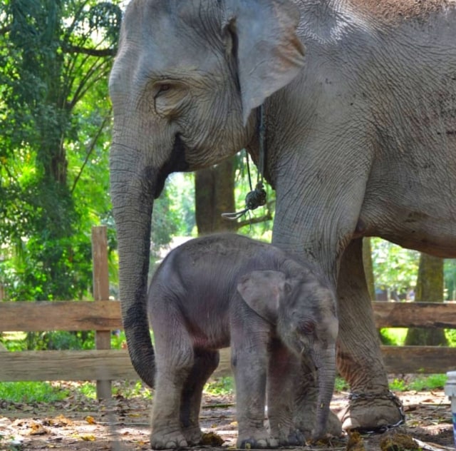 Bayi Gajah Sumatera yang lahir pada 3 Juli 2020, bernama Damar bersama induknya 'Ngatini di TWA Buluh Cina, Riau. Foto: BBKSDA Riau