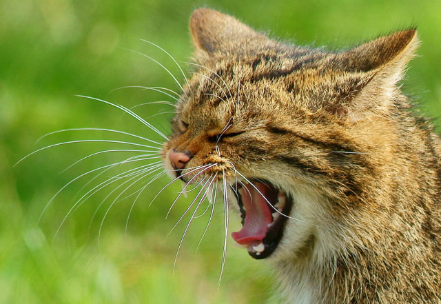 Bahagian Dan Anggota Badan Kucing