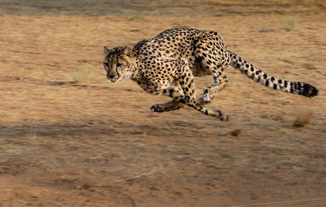 Cheetah. Foto: DrZoltan from Pixabay