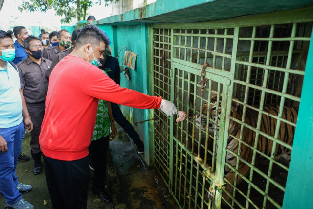 Menantu Presiden Jokowi, Bobby Nasution saat Medan Zoo Dibuka kembali. Foto: Istimewa