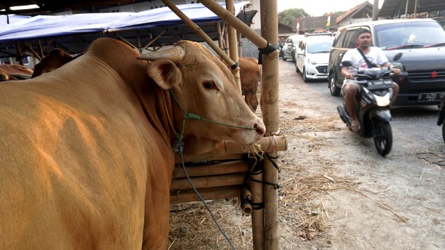3 Kriteria Hewan Qurban di Hari Raya Idul Adha yang Perlu Diperhatikan (72289)