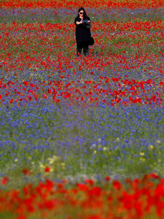 Seorang wisatawan berfoto di ladang bunga di Castelluccio, Italia. Foto: Guglielmo Mangiapane/REUTERS