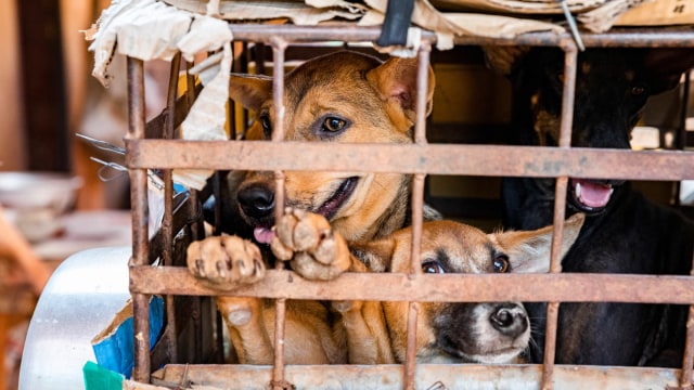 Anjing terlihat di dalam kandang di rumah jagal di Phnom Penh, Kamboja. Foto: Athit Perawongmetha/REUTERS