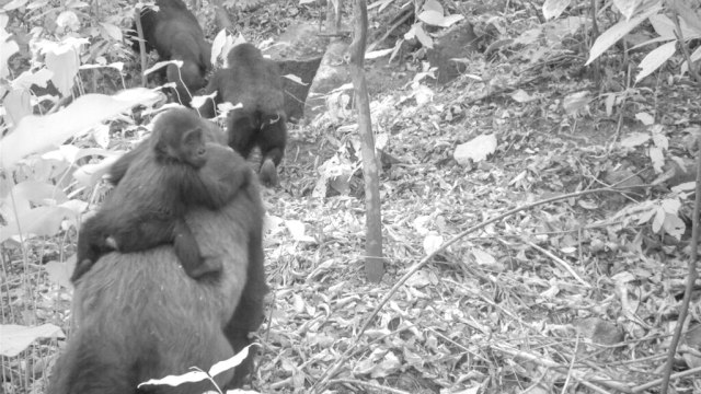 Ini Foto Pertama Gorila Paling Langka di Dunia Bersama Bayinya (2)