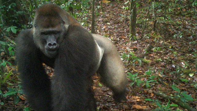 Ini Foto Pertama Gorila Paling Langka di Dunia Bersama Bayinya (1)
