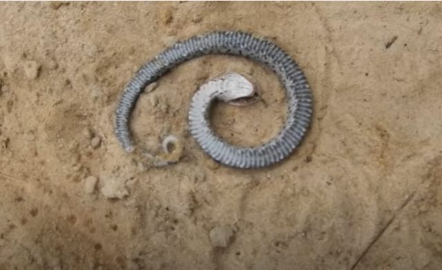 Eastern hognose snake. Foto: Capture Youtube Nick Barys 
