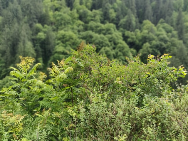 Malana, Desa di India yang Jadi Surga Ladang Ganja Dunia Selama Ratusan Tahun (319039)