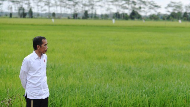 Presiden Joko Widodo meninjau lahan yang akan dijadikan Food Estate atau lumbung pangan baru di Kapuas, Kalteng.  Foto: Hafidz Mubarak A/ANTARA FOTO