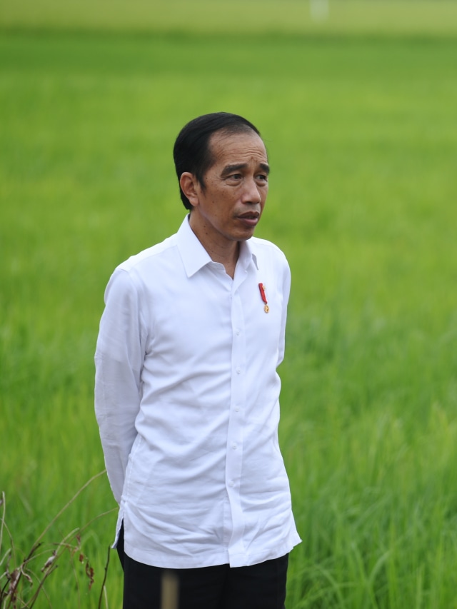 Presiden Joko Widodo meninjau lahan yang akan dijadikan Food Estate atau lumbung pangan baru di Pulang Pisau, Kalteng. Foto: Hafidz Mubarak A/ANTARA FOTO