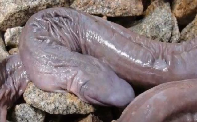 Penis snake. Foto: Iconic Beasts from Pixabay