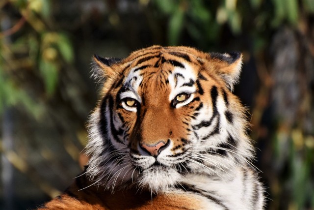 Ilustrasi harimau. Foto: Pixabay