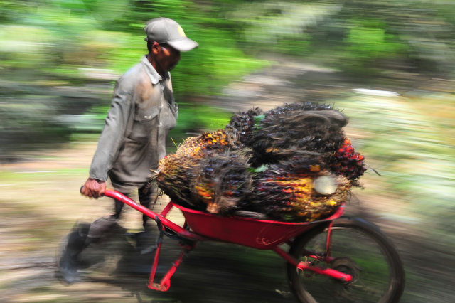 Pekerja mengangkut tandan buah segar (TBS) kelapa sawit di Muara Sabak Barat, Tajungjabung Timur, Jambi. Foto: Wahdi Septiawan/ANTARA FOTO