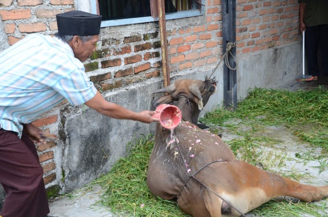 Ilustrasi - salah satu prosesi penyembelihan hewan kurban di Kota Padang, Sumatera Barat. Sebelum disembelih, hewan kurban dimandikan dengan air bercampur bunga tujuh rupa. Foto: Irwanda/langkan.id 