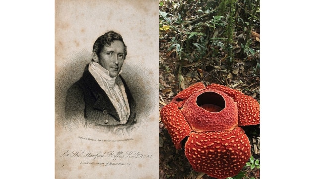 Kolase Thomas Raffles dan Rafflesia Arnoldii. Foto:Dok. Wikimedia Commons. 