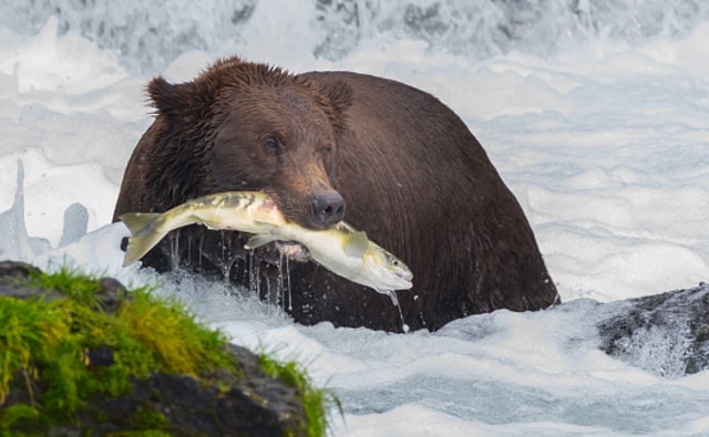 Ilustrasi Beruang Menangkap Ikan Foto: Pixabay