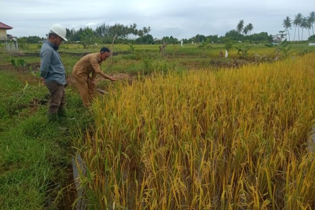 15 hektare areal persawahan di Aceh Barat terancam gagal panen setelah terendam banjir rob. Foto: Siti Aisyah/acehkini