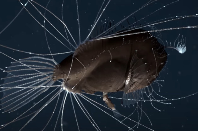 Anglerfish. Foto: Capture Youtube Science Magazine