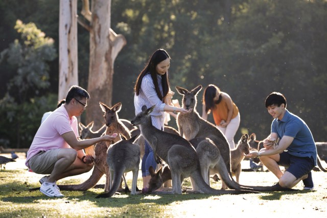 Caption: Memberi makan kanguru di Lone Pine Koala Sanctuary di Queensland. Foto: Tourism Australia