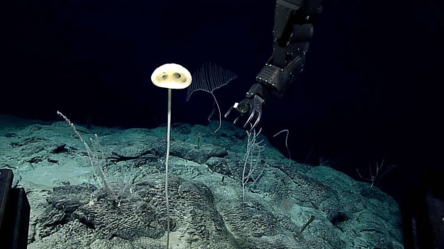 Makhluk Mirip Alien ET Ditemukan di Dasar Laut, Begini Penampakannya (1)