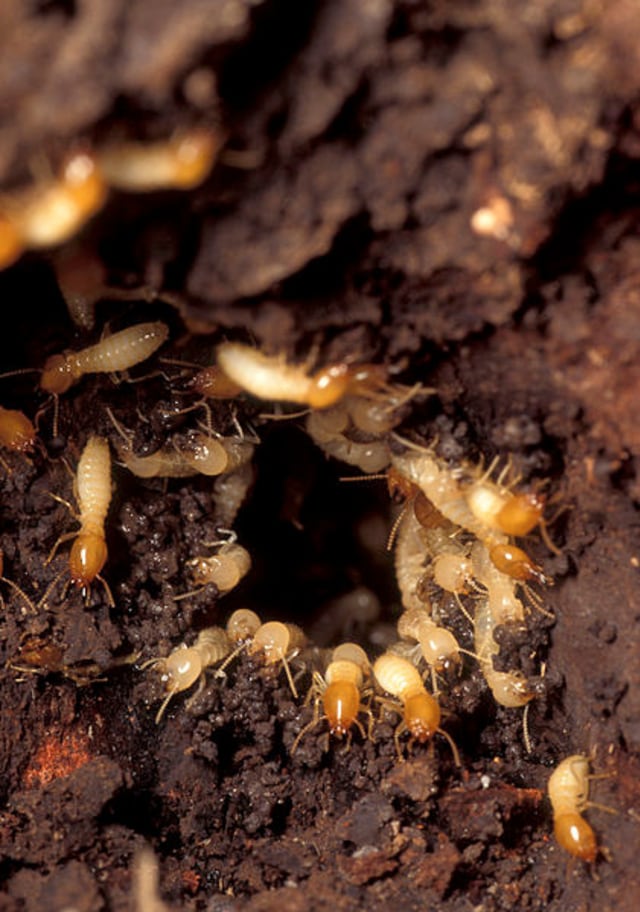 Sekelompok rayap tengah menjaga sarang koloninya. Foto: Scott Bauer/US Department of Agriculture via Wikimedia Commons