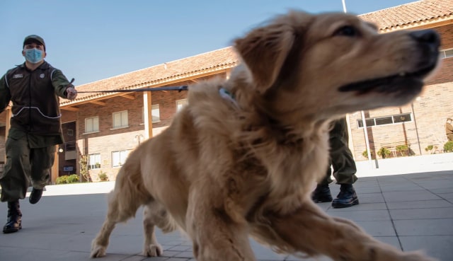Anjing Bisa Deteksi Orang Terinfeksi Virus Corona, Tingkat Akurasinya Tinggi? (1294314)