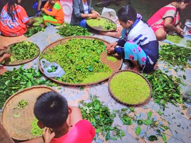 Warga sedang memisahkan bunga cengkeh yang telah dipanen. Foto: istimewa.