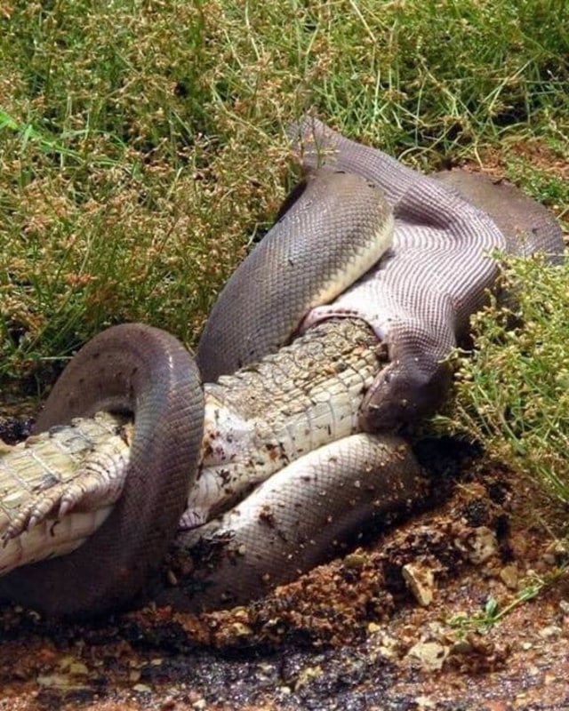 Melihat Detik-detik Ular Piton Melahap Habis Buaya (2)