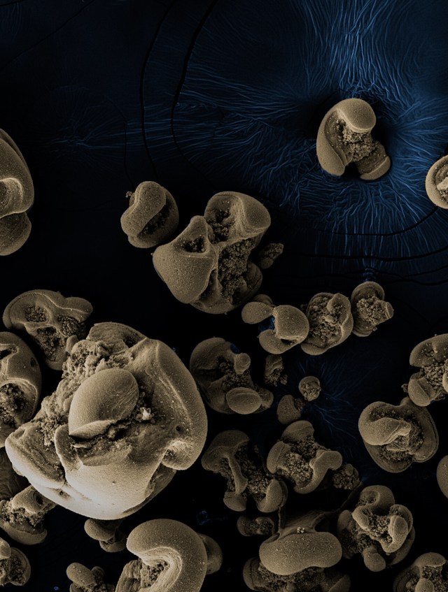 Bakteri pemakan logam. Foto: Hang Yu, Caltech