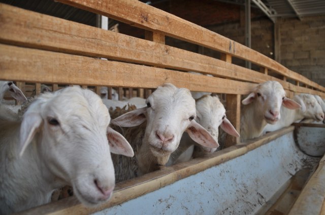 Menjelang Idul Adha Simak Keutamaan Dan Hikmah Berkurban Kumparan Com