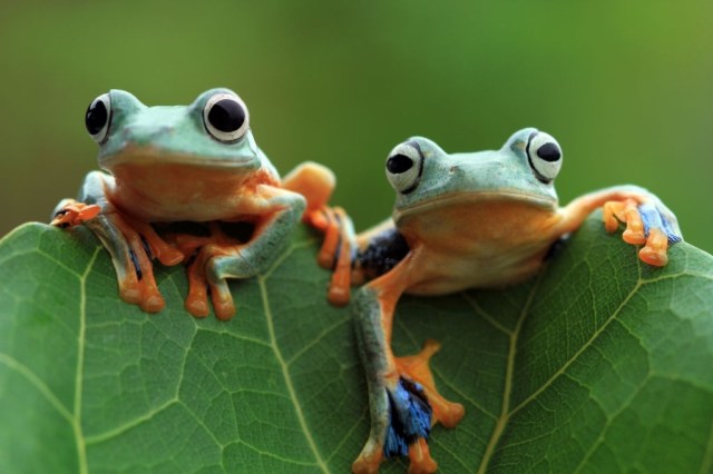 Ilustrasi katak. Foto: iStock