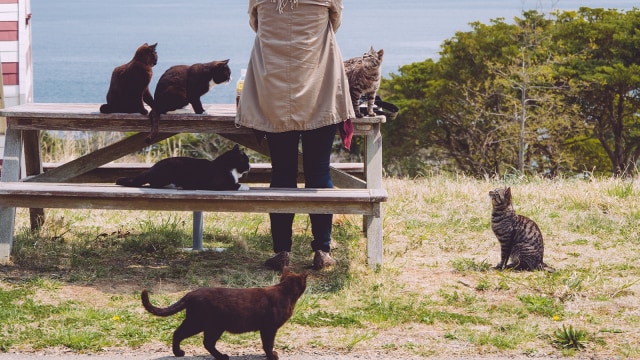 Tashirojima, Pulau Kucing di Jepang  kumparan.com