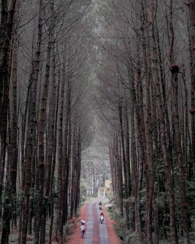 Hutnggaan Pinus Kragilan, Magelang. Foto: Dody Senjaya