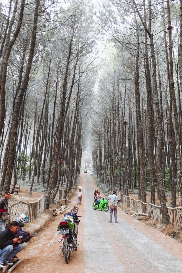 Menilik Hutan  Pinus  Kragilan Magelang  Pesonanya Mirip 