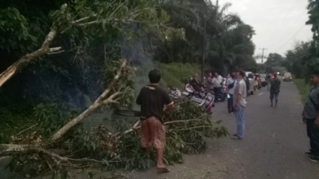 Pemotor di Sumut Tewas Usai Tabrak Pohon Tumbang di Tengah Jalan (48454)