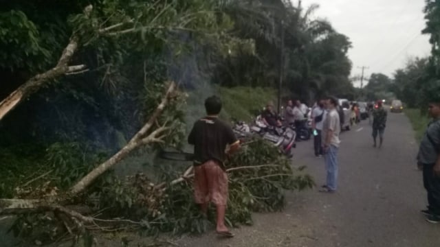 Lokasi korban kecelakaan di Deli Serdang yang tewas karena menabrak pohon. Foto: Istimewa