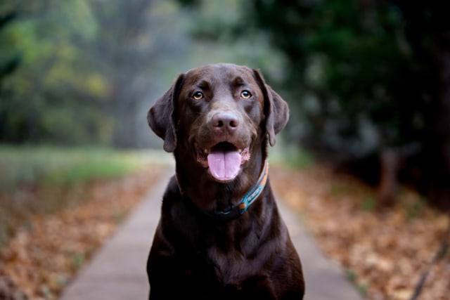 Ilustrasi anjing labrador Foto: dok.Shutterstock