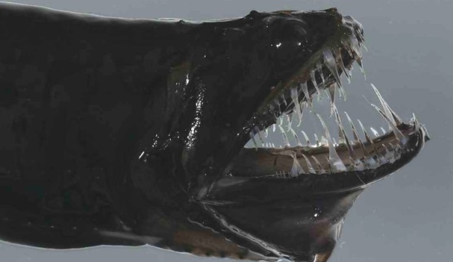 Idiacanthus antrostomus. Foto: australian.museum