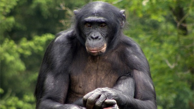 Bonobo | Wikimedia Commons