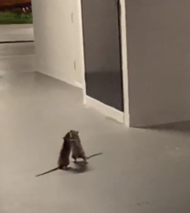 Tikus ini bergelut kemudian kucing datang untuk menonton (Foto: Facebook Cheez Goh)