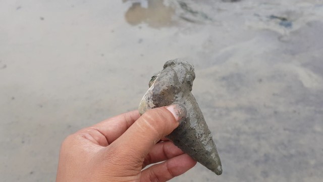 Serunya Memungut Siput Laut Berung di Pulau Lingga (90574)