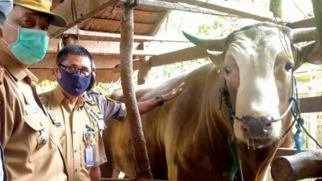 Puang Tedong, sapi kurban pilihan Jokowi di Sulbar dengan berat 1,4 ton. Foto: Dok. Istimewa